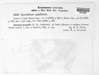 Synchytrium papillatum image